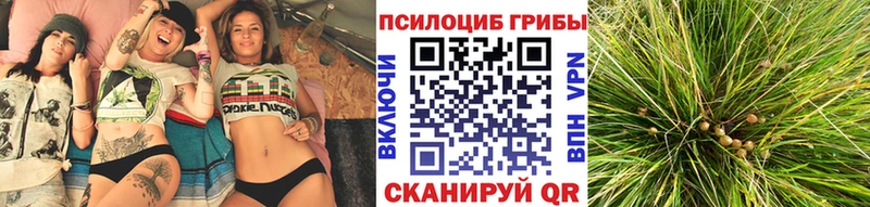 Псилоцибиновые грибы Cubensis  Колпашево 